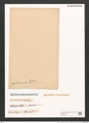 Nitzschia fluminensis Grun. (de-Toni-Nr.: Genus 47, Species 2079) Zeichnungen Sammlung Grunow (NHMW-BOT-W0371977)